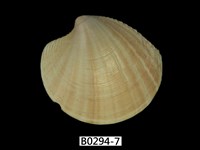 藏品(月光鏡蛤)的圖片